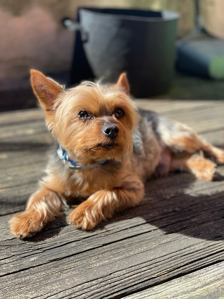 Jumba, a senior Yorkie lying in the sun.